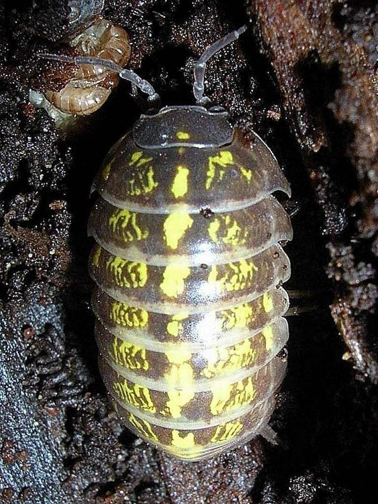 Porcellionidae sp.  Isopoda da confermare